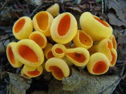 Attēlu rezultāti vaicājumam “Sowerbyella radiculata”