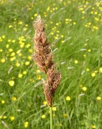 Attēlu rezultāti vaicājumam “Carex disticha”