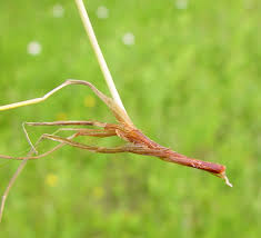 Attēlu rezultāti vaicājumam “Festuca rubra subsp. rubra fruit”