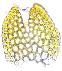 Attēlu rezultāti vaicājumam “Cinclidotus danubicus”