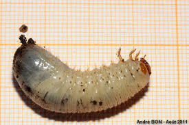 Attēlu rezultāti vaicājumam “Cetonia aurata”