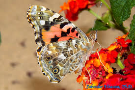 Attēlu rezultāti vaicājumam “Vanessa cardui underside”