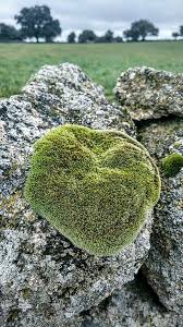 Attēlu rezultāti vaicājumam “Campylopus introflexus”