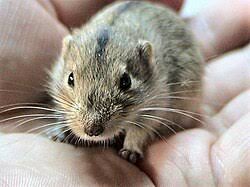 Attēlu rezultāti vaicājumam “Cricetidae”