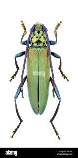 Attēlu rezultāti vaicājumam “Aromia moschata”