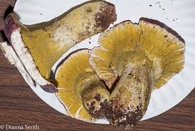 Attēlu rezultāti vaicājumam “Hypomyces armeniacus”