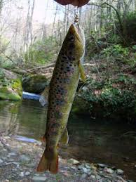 Image result for Salmo macrostigma