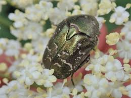 Attēlu rezultāti vaicājumam “Potosia cuprea imago”