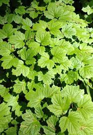 Attēlu rezultāti vaicājumam “Viburnum opulus leaf”
