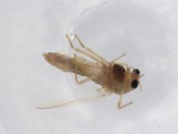 Attēlu rezultāti vaicājumam “Tanytarsus”