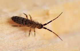 Attēlu rezultāti vaicājumam “Orchesella sp.”