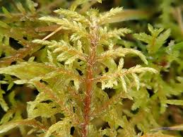 Attēlu rezultāti vaicājumam “Pleurozium schreberi sporophyte”