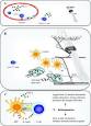ScienceDirect.com - The American Journal of Pathology - Stress ...