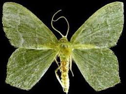 Attēlu rezultāti vaicājumam “Hemithea aestivaria”