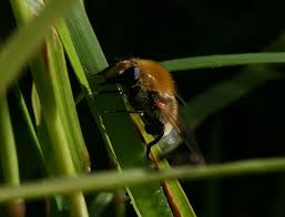 Attēlu rezultāti vaicājumam “Arctophila superbiens”