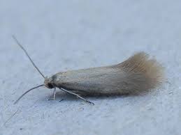 Attēlu rezultāti vaicājumam “Elachista argentella”