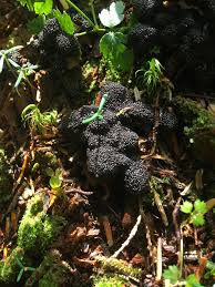 Attēlu rezultāti vaicājumam “Siphoptychium violaceum young”