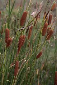Attēlu rezultāti vaicājumam “Typhaceae”