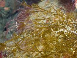 Attēlu rezultāti vaicājumam “Cribraria costata”