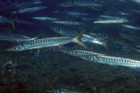 Image result for Sphyraena viridensis