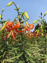 Attēlu rezultāti vaicājumam “Lilium lancifolium flower”