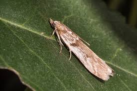 Attēlu rezultāti vaicājumam “Zophodia grossulariella”