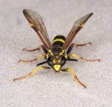 Attēlu rezultāti vaicājumam “Tenthredo scrophulariae exuvia”