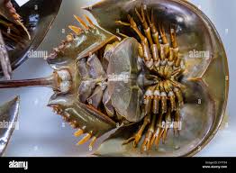 Image result for Limulus polyphemus