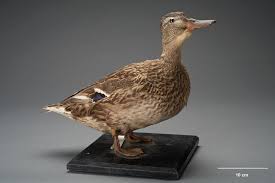 Attēlu rezultāti vaicājumam “Anas platyrhynchos”