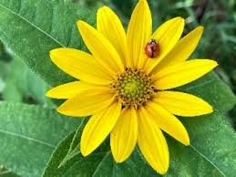 Attēlu rezultāti vaicājumam “Asteraceae”