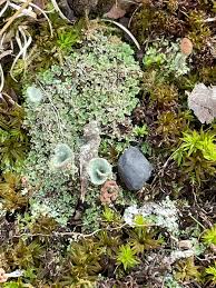 Attēlu rezultāti vaicājumam “Cladonia pyxidata”