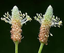 Attēlu rezultāti vaicājumam “Plantago lanceolata flower”