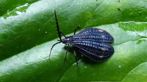 Attēlu rezultāti vaicājumam “Lycidae”