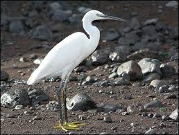 Attēlu rezultāti vaicājumam “Egretta garzetta”