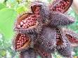 Annatto - Wikipedia, the free encyclopedia