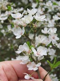 Attēlu rezultāti vaicājumam “Prunus cerasifera var. divaricata”