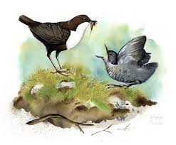 Attēlu rezultāti vaicājumam “Cinclus cinclus”