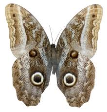 Attēlu rezultāti vaicājumam “Clossiana selene upperside”