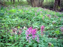 Attēlu rezultāti vaicājumam “Corydalis cava leaf”
