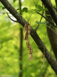 Attēlu rezultāti vaicājumam “Laburnum alpinum fruit”