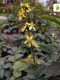 Attēlu rezultāti vaicājumam “Agrimonia pilosa flower”