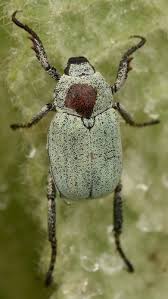 Attēlu rezultāti vaicājumam “Hoplia parvula”