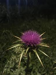 Attēlu rezultāti vaicājumam “Silybum marianum fruit”