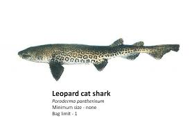 Image result for Poroderma pantherinum