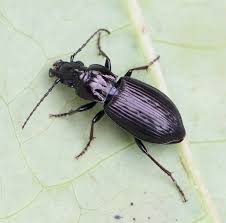 Attēlu rezultāti vaicājumam “Pterostichus oblongopunctatus”