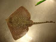 Image result for Raja polystigma