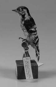 Attēlu rezultāti vaicājumam “Dendrocopos minor male”