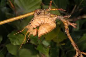 Attēlu rezultāti vaicājumam “Stauropus fagi larva”