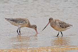 Attēlu rezultāti vaicājumam “Limosa lapponica adult”