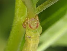 Attēlu rezultāti vaicājumam “Ecliptopera silaceata”